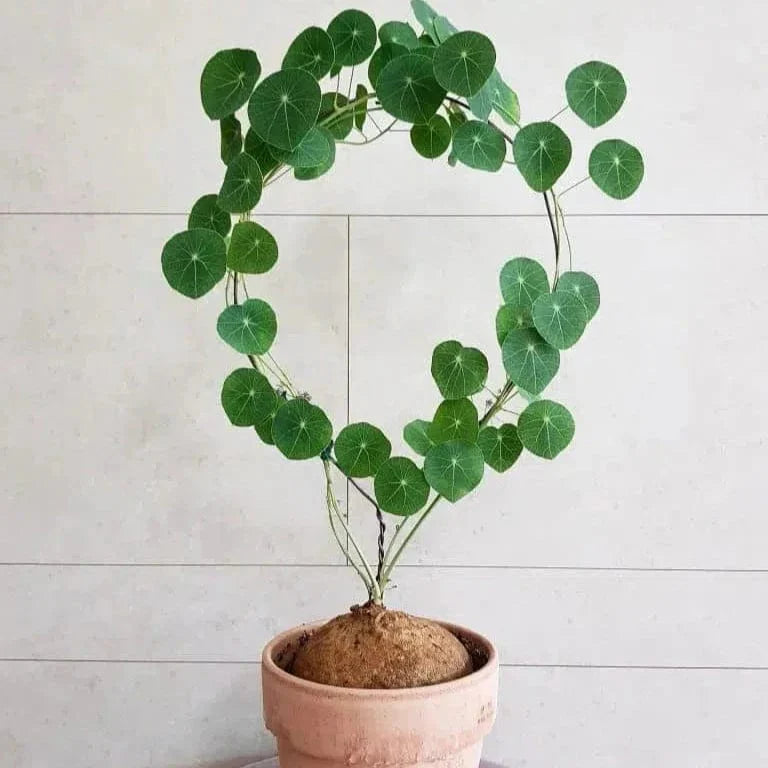 Caudexo™️Stephania Erecta Plant (Pack of 2)